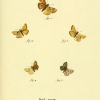 papilio sylvanus plate